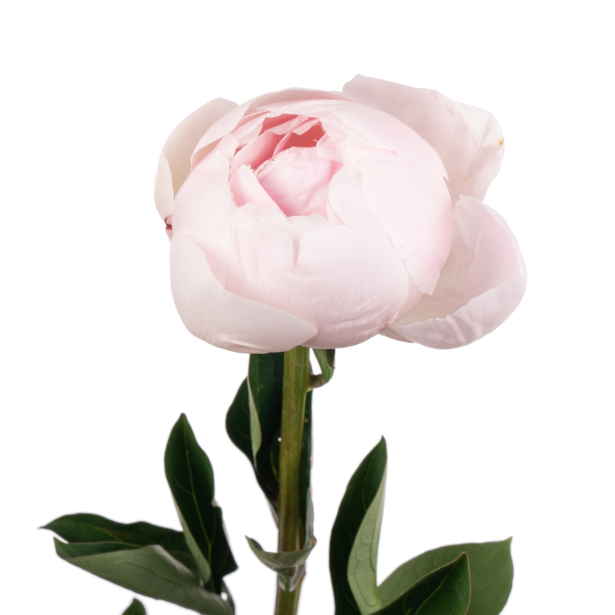 Paeonia odile