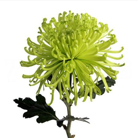 Chrysanthemum anastasia green