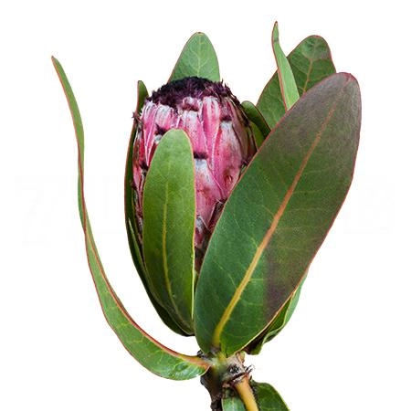 Protea barbigera