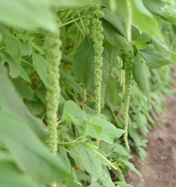 Amaranthus green tails