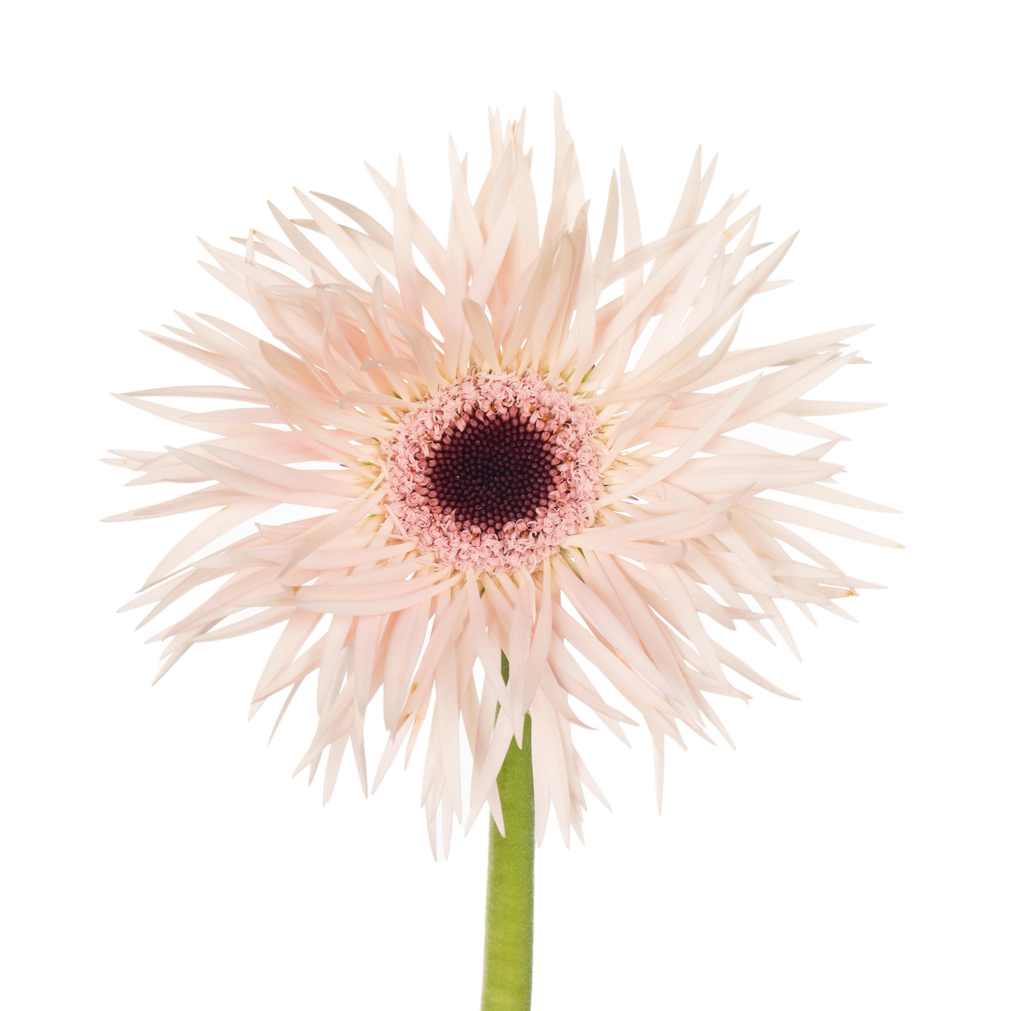 Gerbera gerspider cream springs