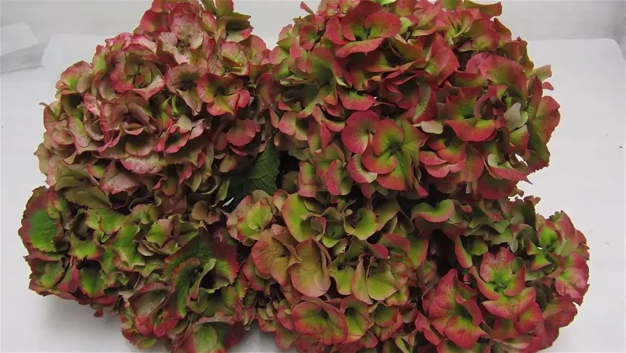 Hydrangea sibilla classic green red