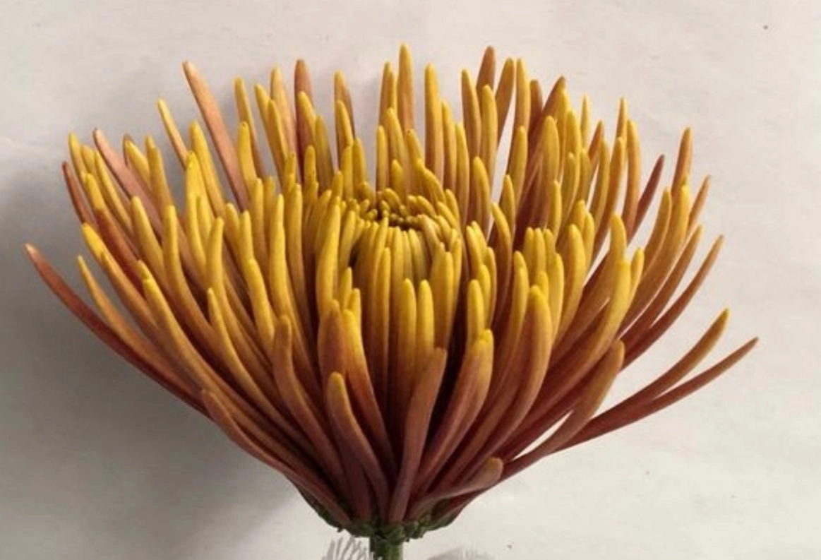 Chrysanthemum spider mum tierra | Wholesale flowers, plants and supplies Chrysanthemum spider mum tierra
