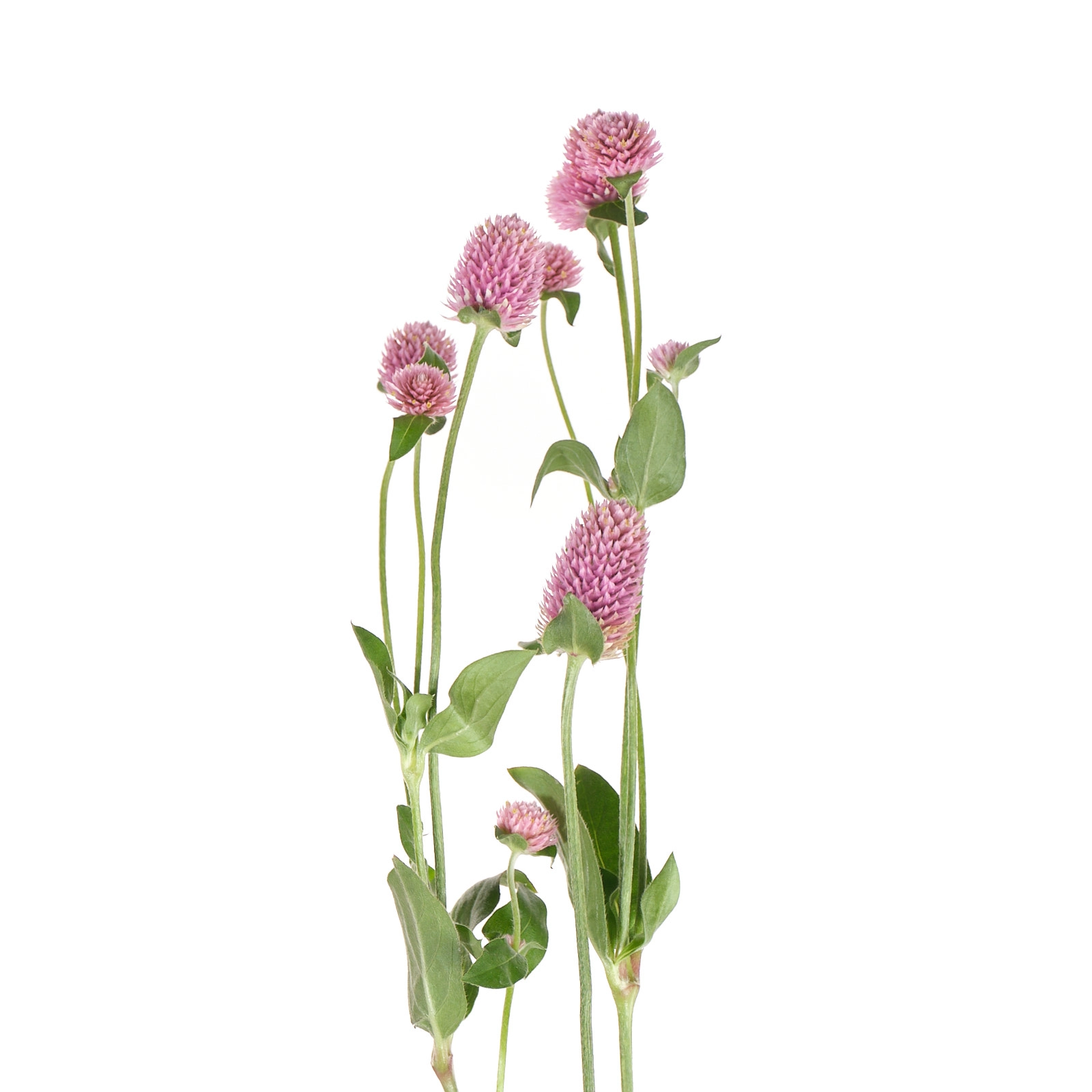 Gomphrena rose