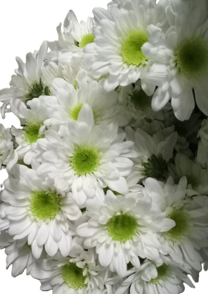 Chrysanthemum spray bondi