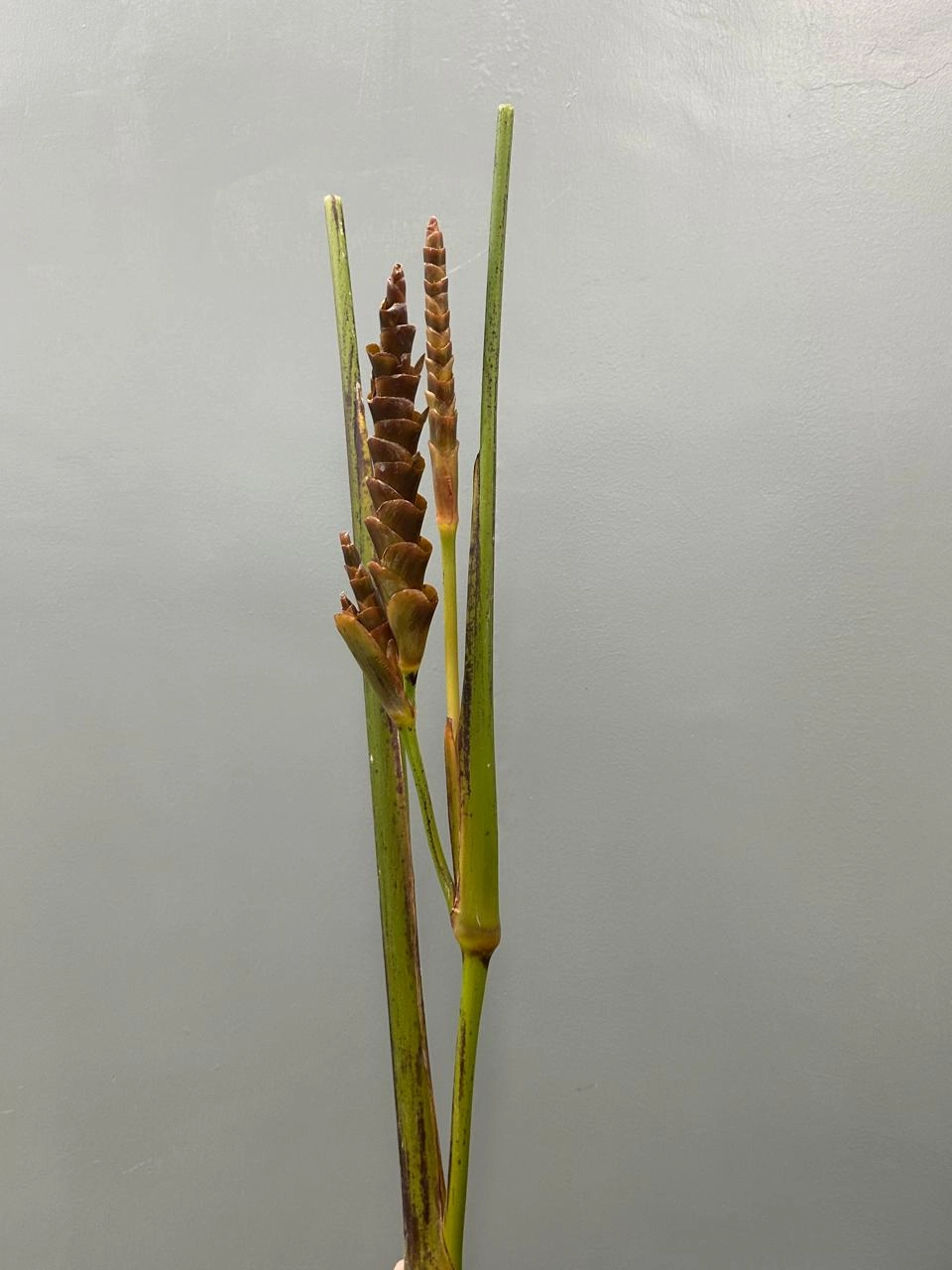 Calathea brown