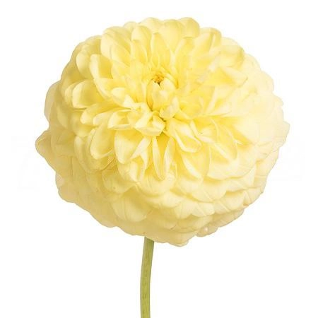Dahlia yellow