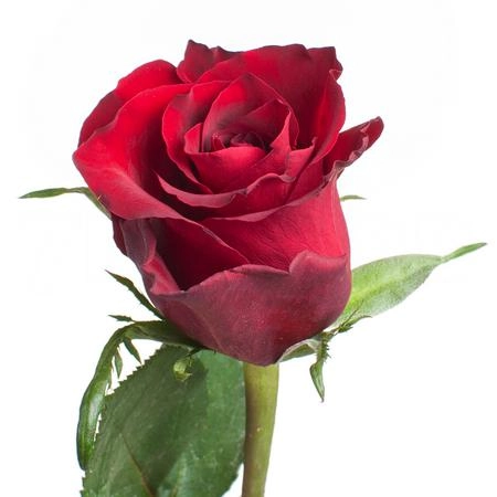 Rose ever red | Wholesale flowers, plants and supplies Rose ever red