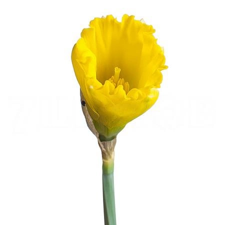 Narcissus dutch master | Wholesale flowers, plants and supplies Narcissus dutch master