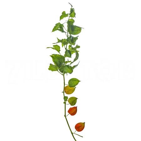 Physalis orange