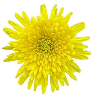 Chrysanthemum pao