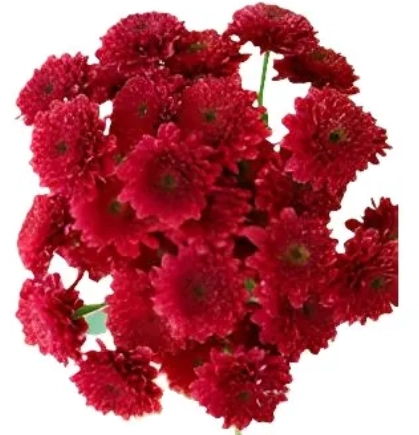 Chrysanthemum santini sei bruno red