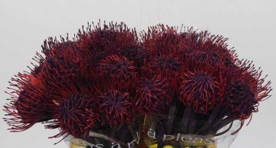 Leucospermum naomi | Wholesale flowers, plants and supplies Leucospermum naomi