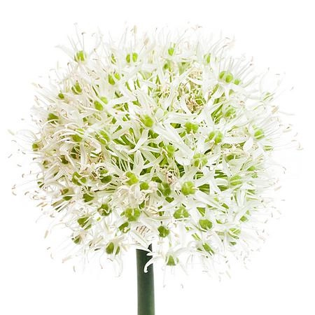 Allium white