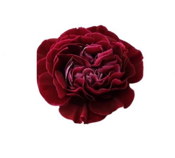 Carnation eternity | Wholesale flowers, plants and supplies Carnation eternity
