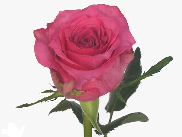 Rose pink sudoku | Wholesale flowers, plants and supplies Rose pink sudoku