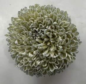 Chrysanthemum tinted tortilla