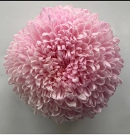 Chrysanthemum tinted pale pink