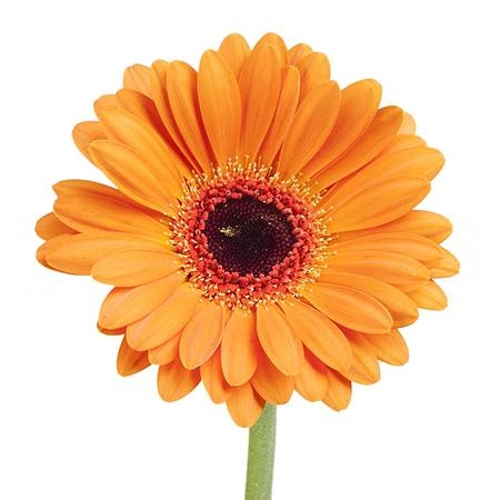 Gerbera mini allure