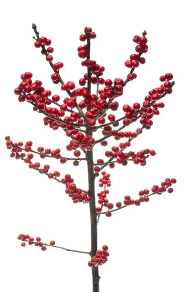 Ilex verticillata red