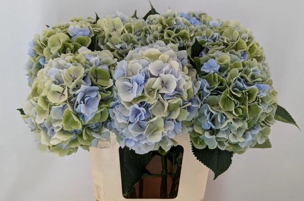 Hydrangea verena classic blue | Wholesale flowers, plants and supplies Hydrangea verena classic blue