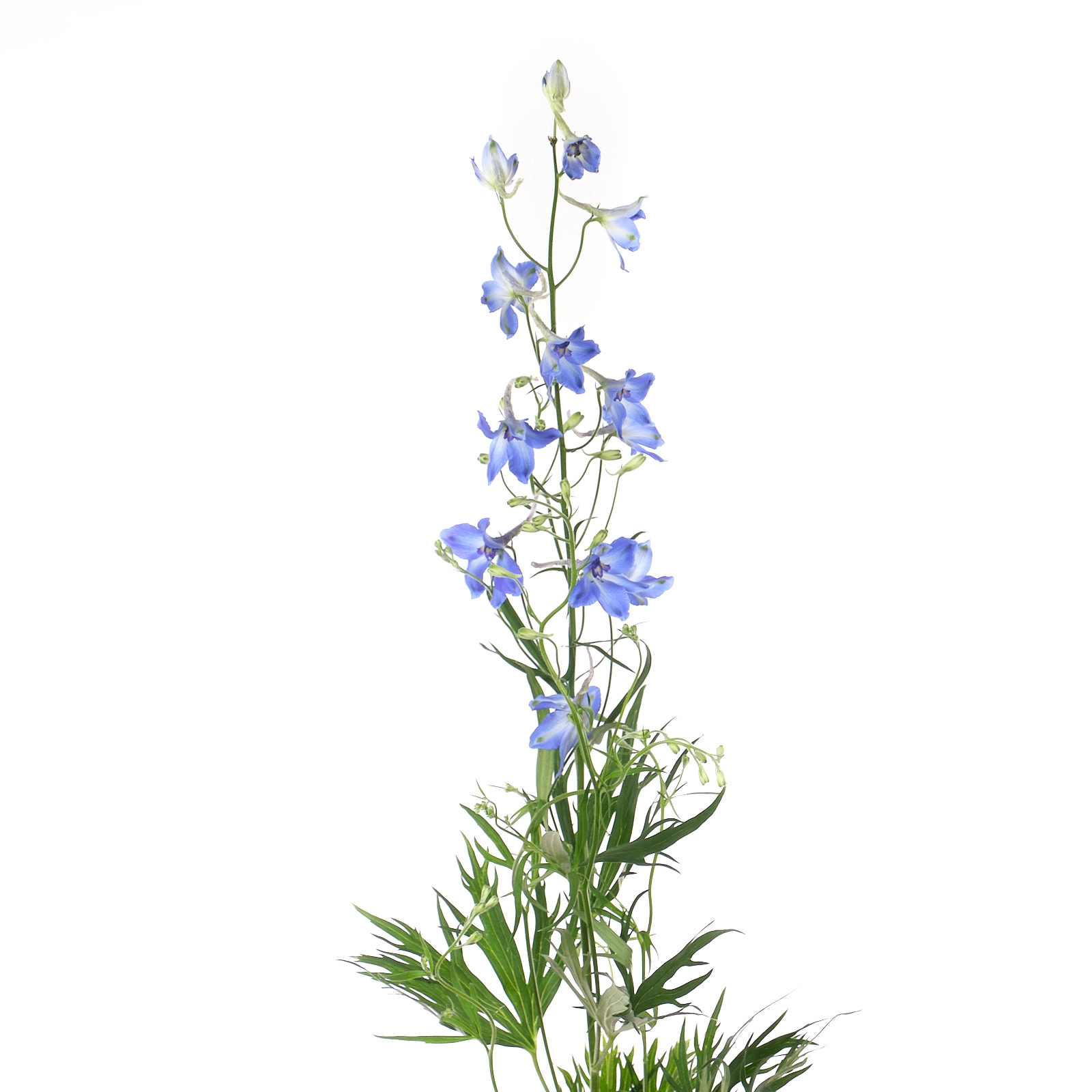 Delphinium enkel volkerfrieden