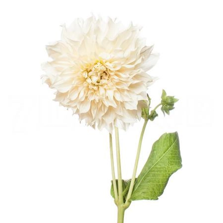 Dahlia cafe au lait