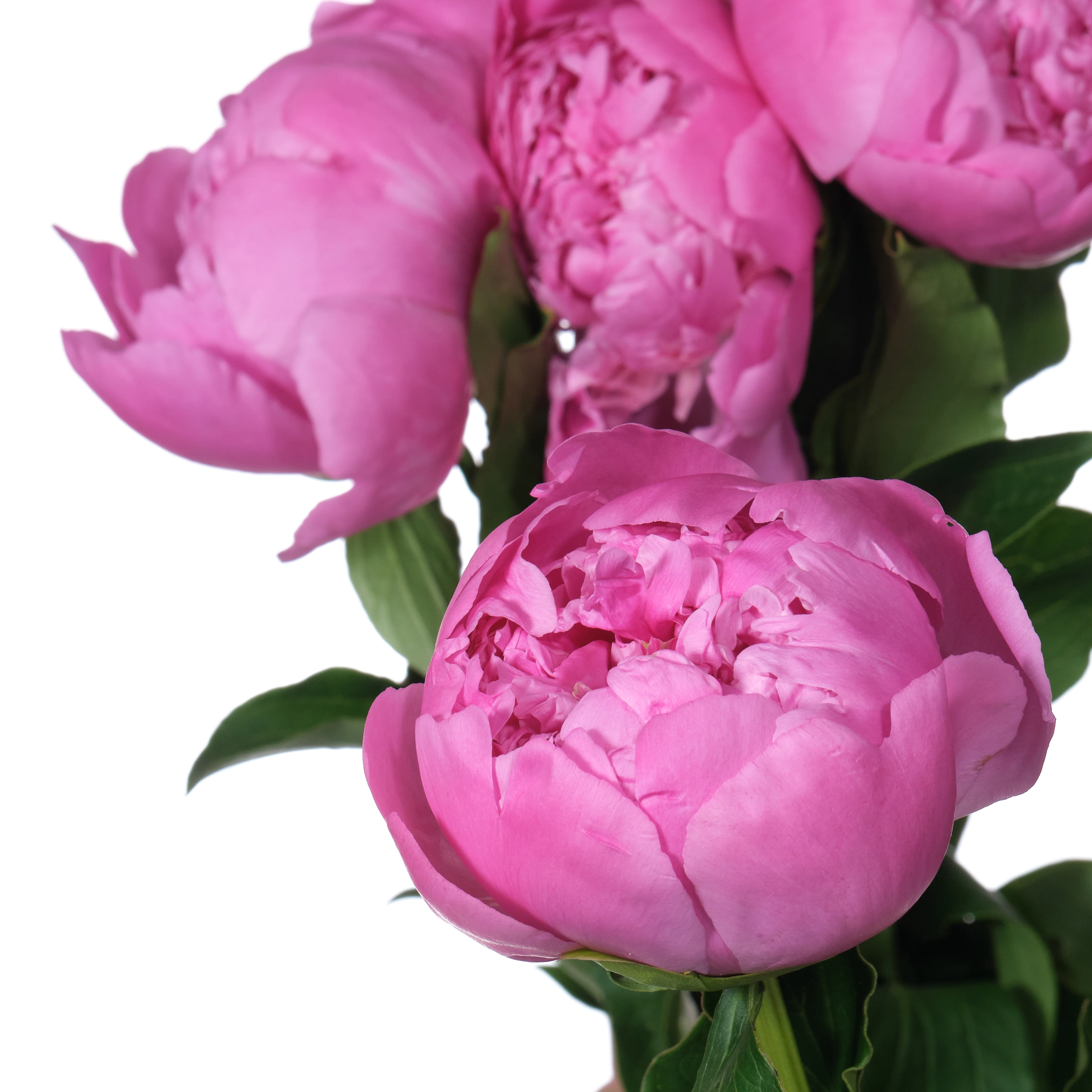 Paeonia monsieur jules elie | Wholesale flowers, plants and supplies Paeonia monsieur jules elie