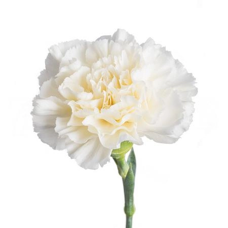Carnation liberty