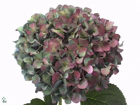 Hydrangea pimpernel classic blue