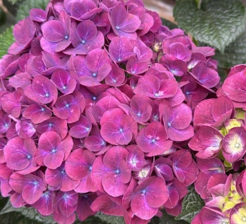 Hydrangea magic trophy purple | Wholesale flowers, plants and supplies Hydrangea magic trophy purple