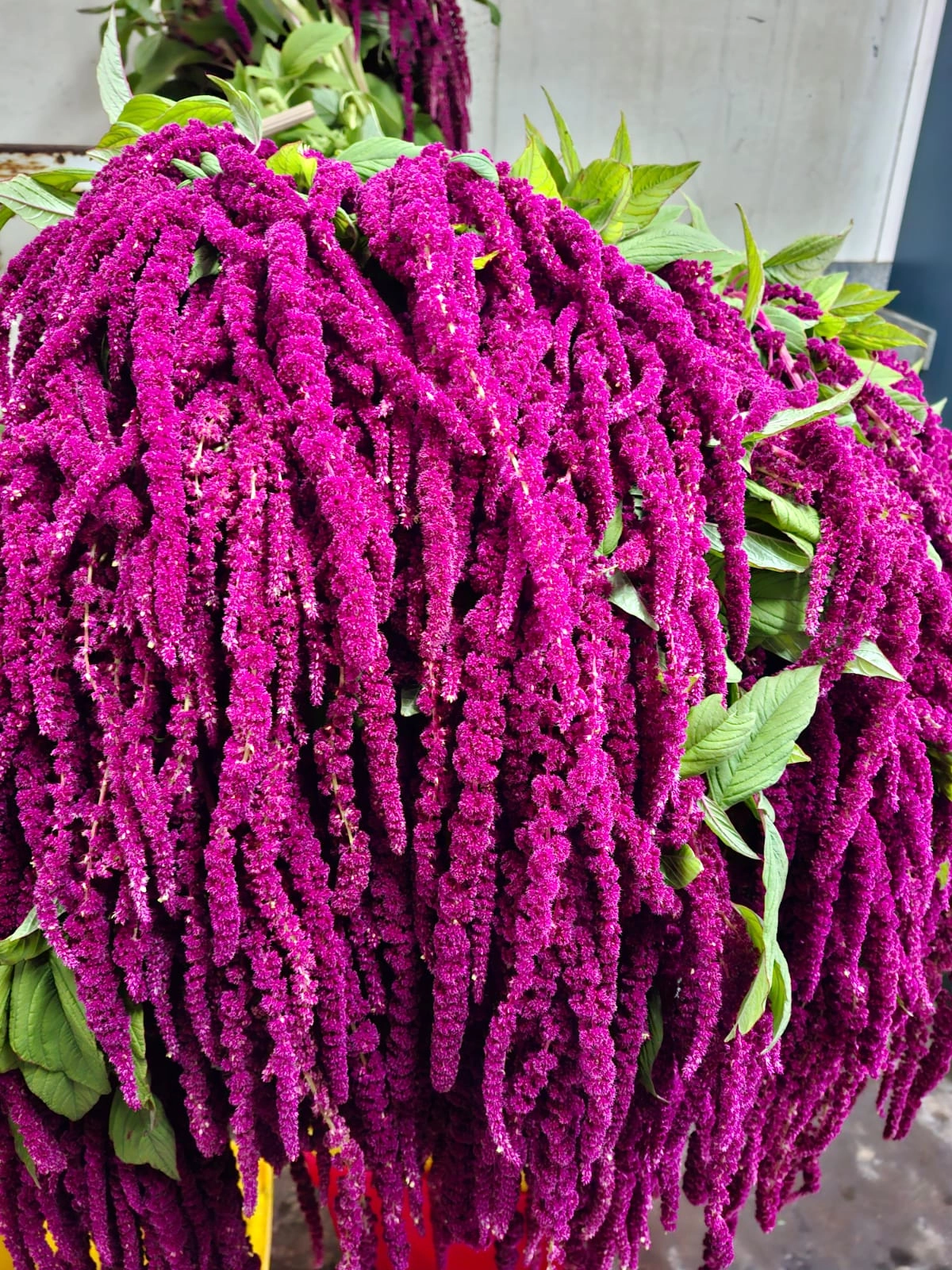 Amaranthus hang red