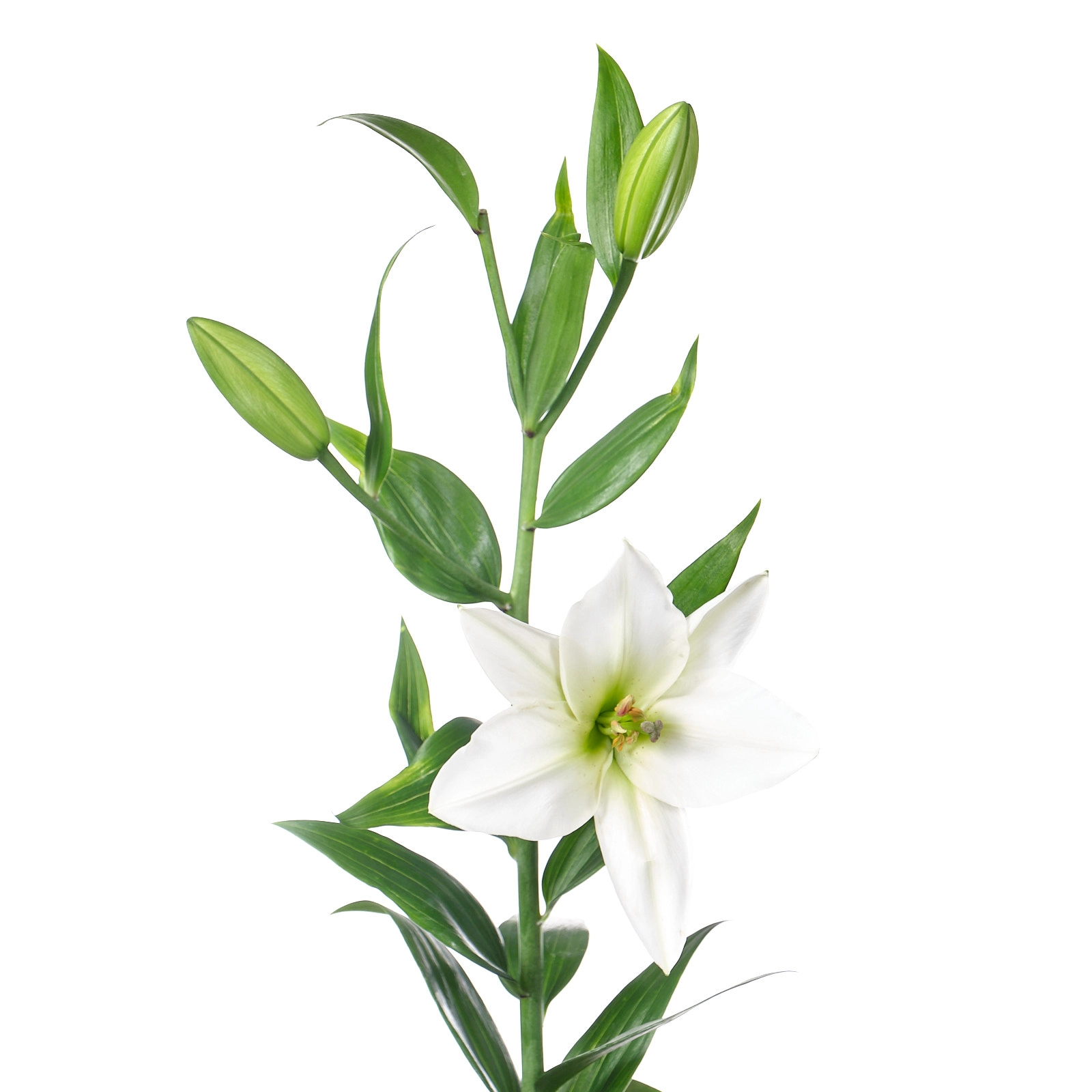 Lilium oriental universe