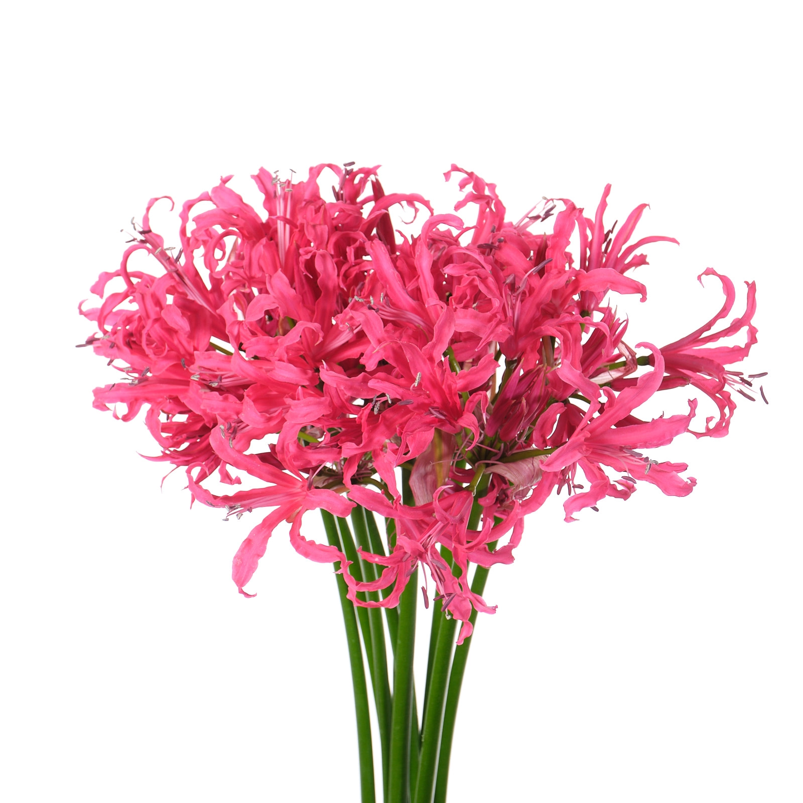 Nerine desi