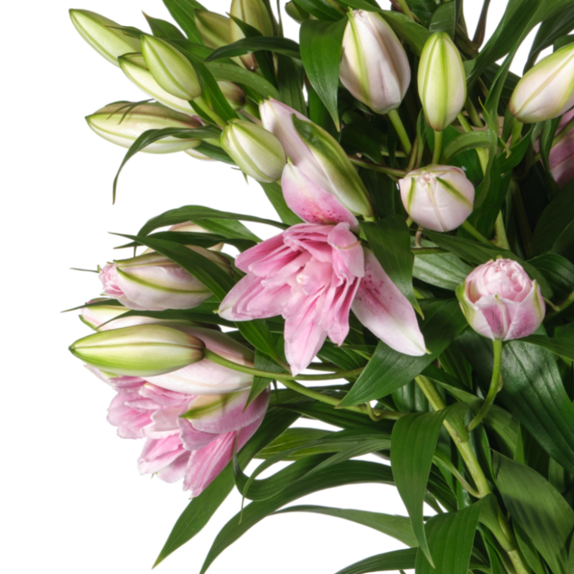 Lilium oriental roselily isabella