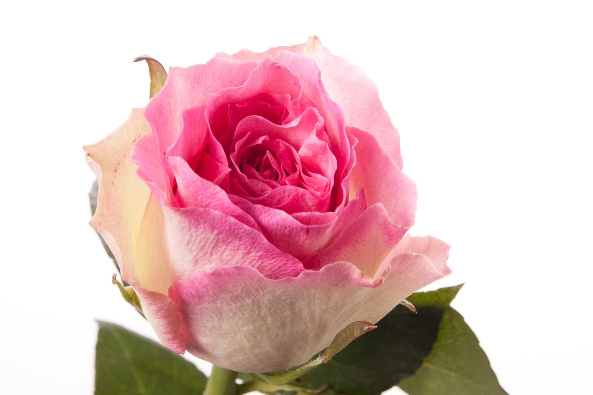 Rose malibu