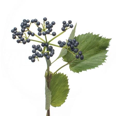 Viburnum blueberry hill | Wholesale flowers, plants and supplies Viburnum blueberry hill