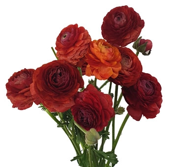 Ranunculus elegance chocolat | Wholesale flowers, plants and supplies Ranunculus elegance chocolat