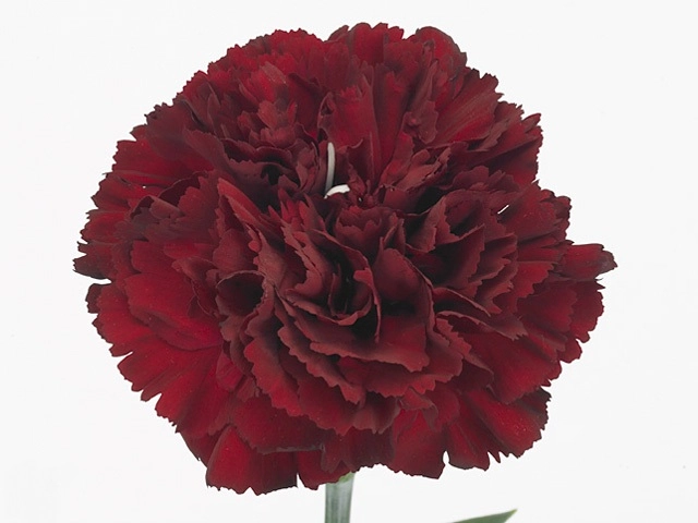 Carnation toldo