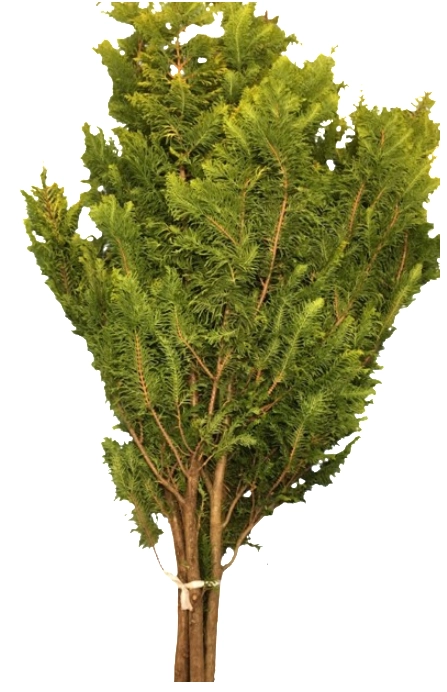 Chamaecyparis ogonhiba