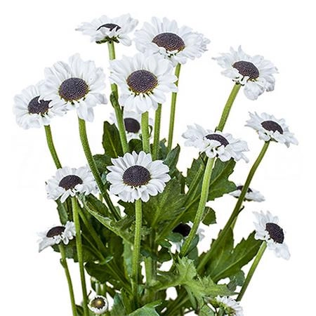 Chrysanthemum santini yin yang | Wholesale flowers, plants and supplies Chrysanthemum santini yin yang