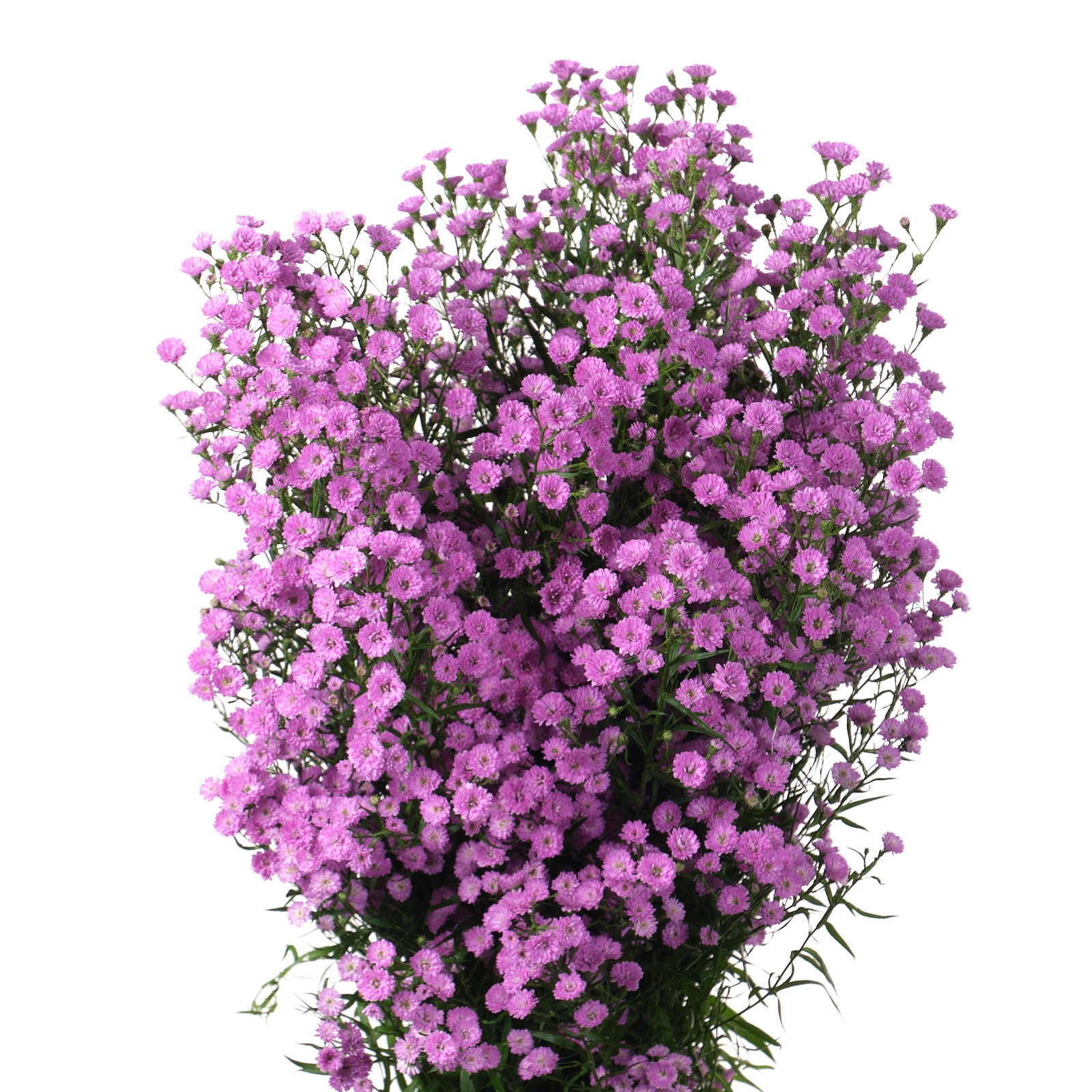 Aster astee mini pink | Wholesale flowers, plants and supplies Aster astee mini pink