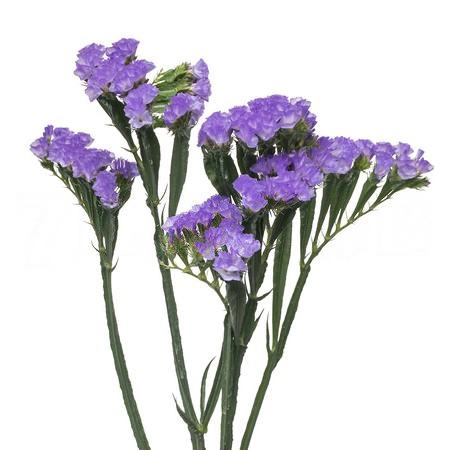 Statice light blue/white