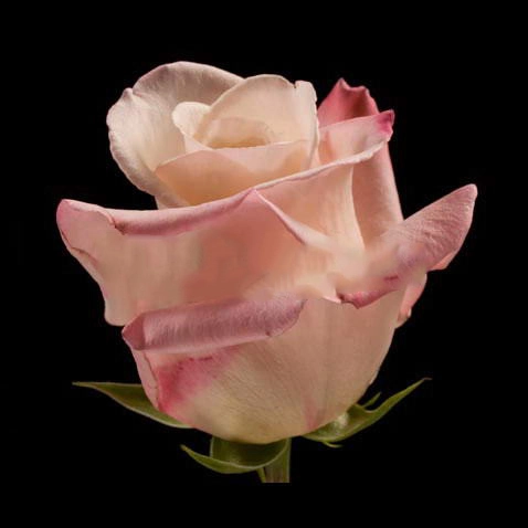 Rose anna