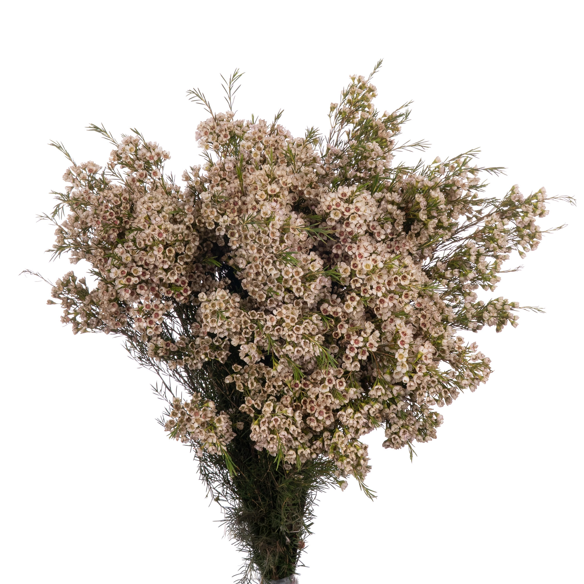 Chamelaucium eve