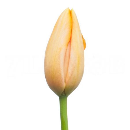 Tulip enkel dordogne