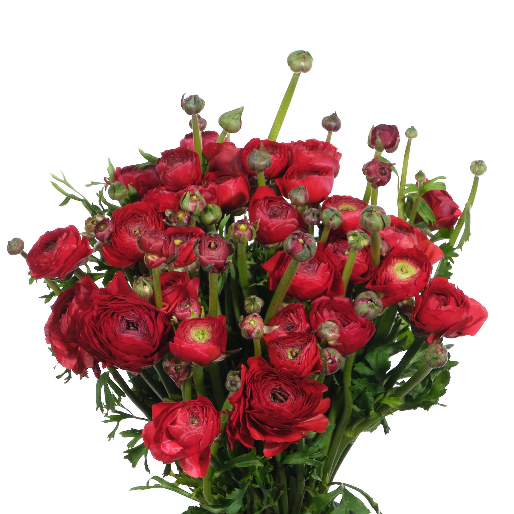 Ranunculus elegance red | Wholesale flowers, plants and supplies Ranunculus elegance red