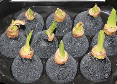 Wax hippeastrum glitter zwart