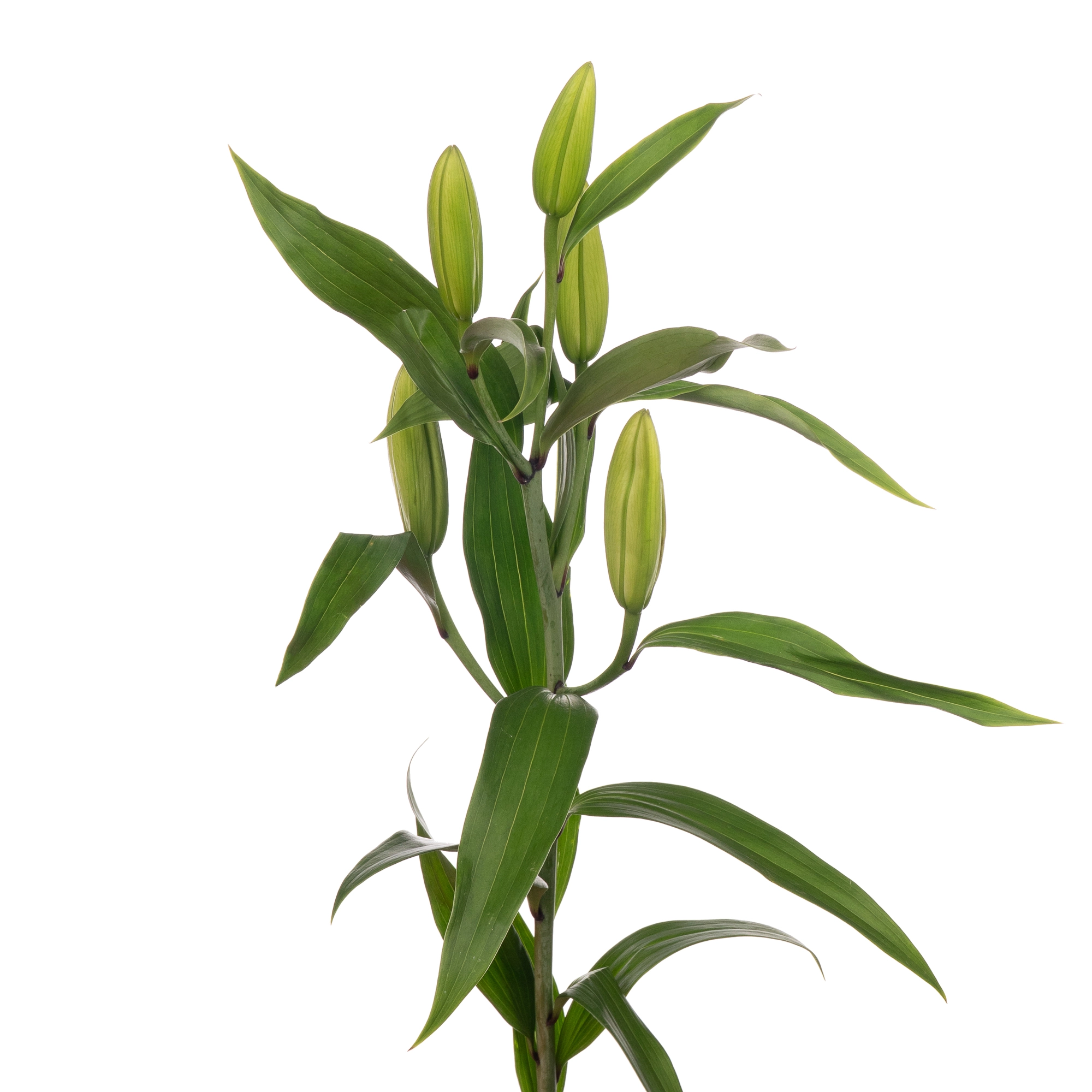 Lilium or trocatero
