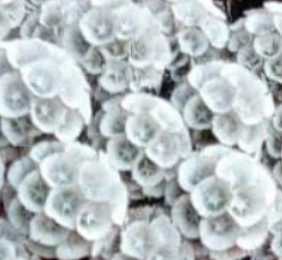 Scabiosa tinted white